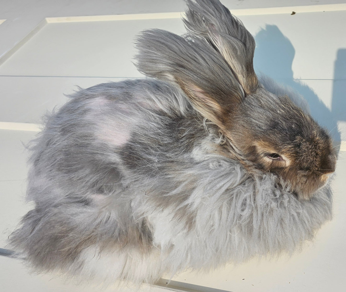 English angora rabbit fiber