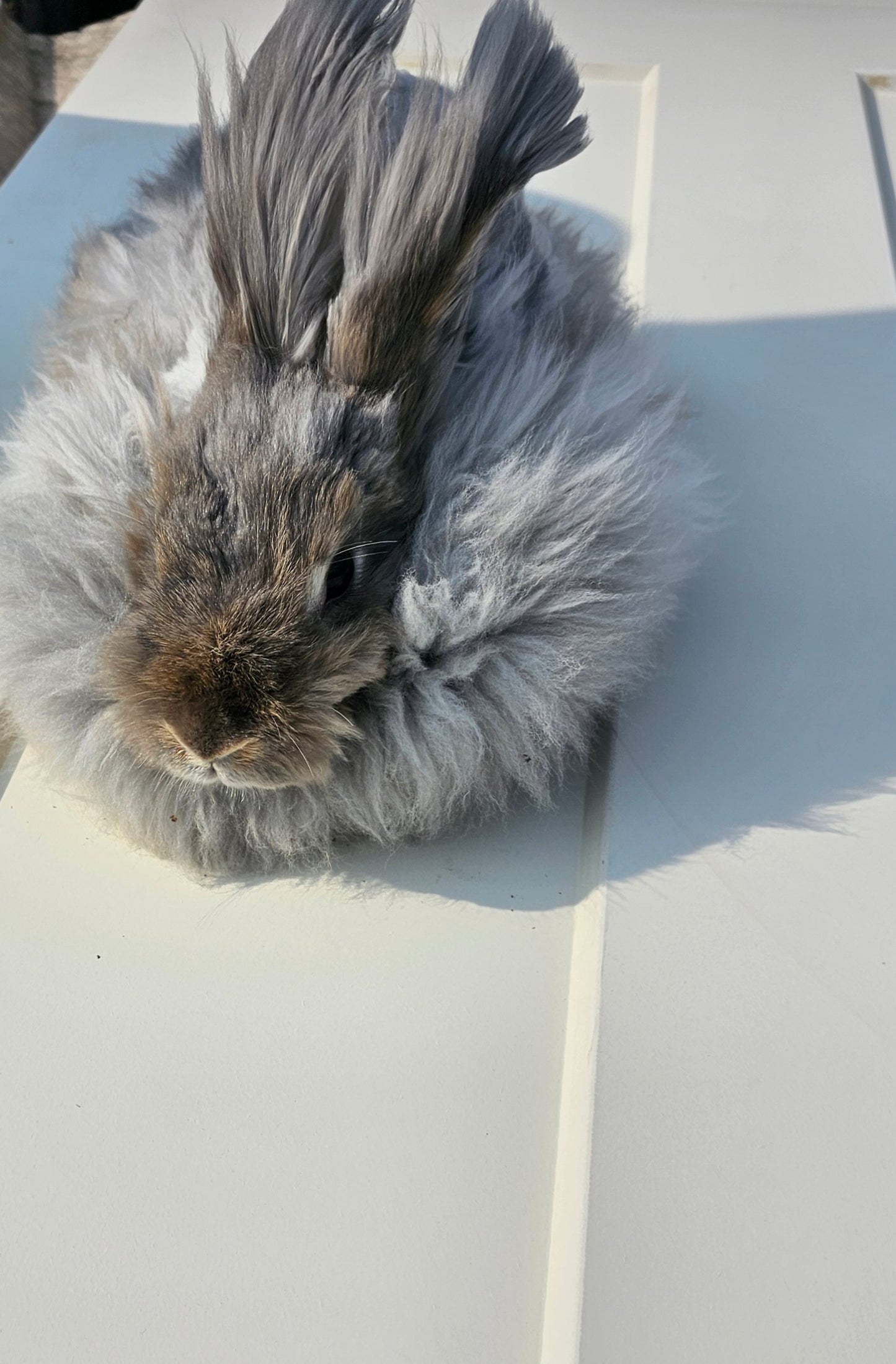 English angora rabbit fiber